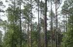Woodville, Florida Gated Community