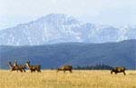 Castle Rock, Colorado Equestrian Community
