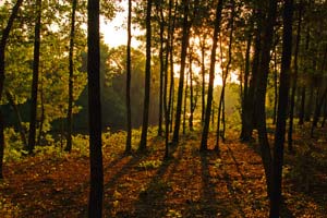 Read More About Bluffs on the Cape Fear