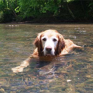 Return to the Contuck Preserve Feature Page