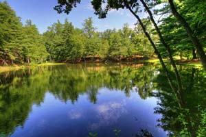 Return to the Fox Run Preserve at Champion Woods Feature Page
