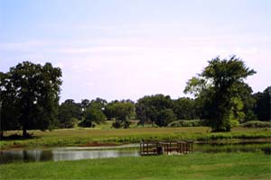 Return to the King Oaks Feature Page