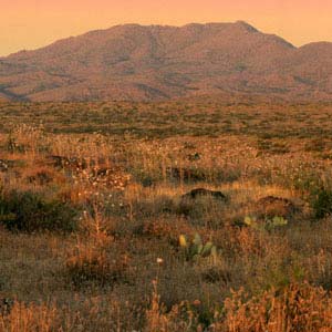 Return to the Saddle Creek Ranch Feature Page