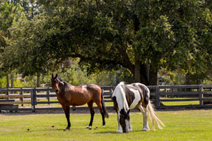 The Paddocks on Jarvis Creek is a gated community on Hilton Head Island, SC. See photos and get info on homes for sale.