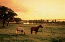 Read more about Thonotosassa, FL Private Community