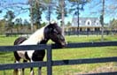 Read more about Aiken, SC Private Community