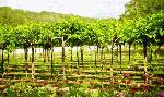 Located on the Texas Hill Country Wine Trail, Vintage Oaks at the Vineyard is a short distance from 24 local vineyards