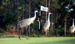 This low-density Treasure Coast community is a designated Audubon Signature Sanctuary