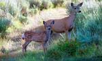 A variety of wildlife call Wolf Creek Ranch home and deer, elk and moose sightings are common.