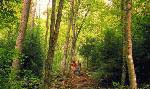 Nearly 17 miles of hiking and walking trails at Bear Lake Reserve