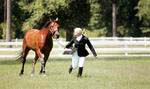 Haig Point’s equestrian facilities