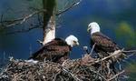 Bald eagle nest at Haig Point