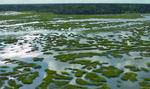 Spring Island is a rich amalgamation of habitats, thanks to its unique coastal topography