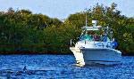 Frequently spotted, dolphins and manatees share MiraBay’s waterways.