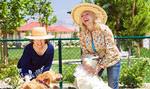 dog park