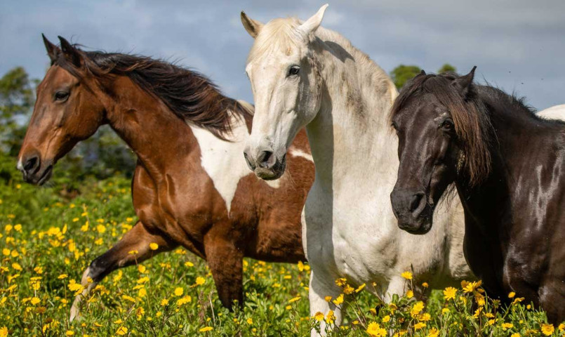 The Paddock at Equine Meadows