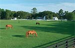Sheldon, South Carolina Equestrian Community