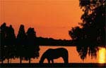 Tampa, Florida Equestrian Community