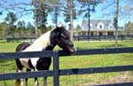 Aiken, South Carolina Equestrian Community