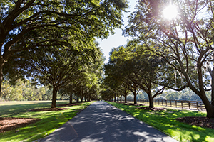Brays Island Plantation is a gated golf community in Sheldon, SC offering equestrian, sport shooting, and tennis. See photos and get info on homes for sale.