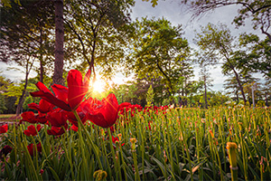 Return to the Carroll Vista Feature Page