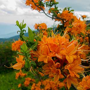 Norton Creek Mountain Preserve is gated community in the heart of the Great Smoky Mountains in Gatlinburg, Tennessee. See photos and get info on homes for sale.