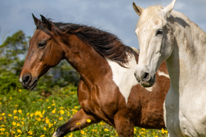 Return to the The Paddock at Equine Meadows Feature Page