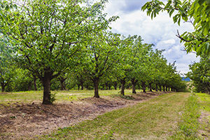 Return to the The Pecans Feature Page