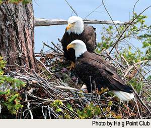 Read More About Haig Point