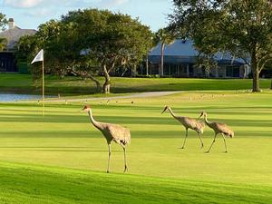 Read More About Mariner Sands Country Club