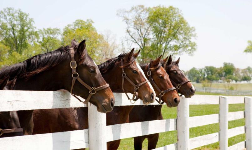 Anderson Farms SC Equestrian Community