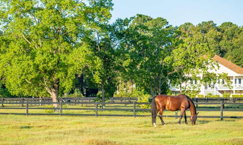 Rose Hill Plantation SC Equestrian Community