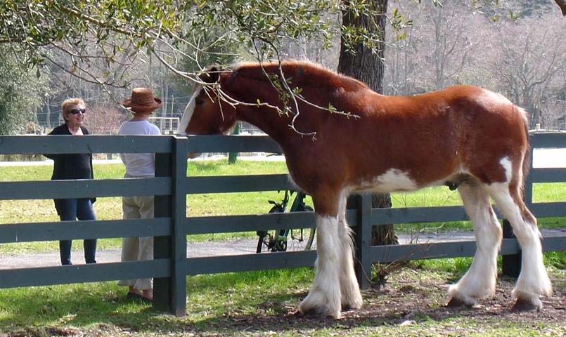 Sea Pines Equestrian Community in South Carolina