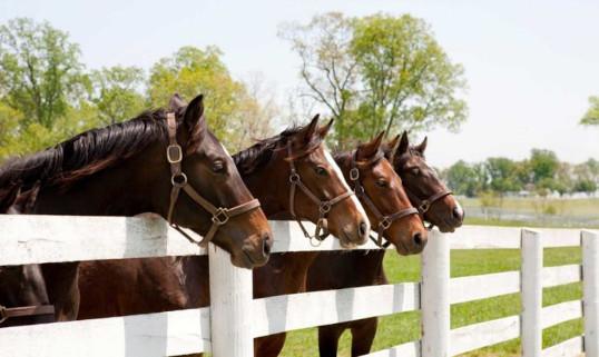 Benefits of Living in an Equestrian Community