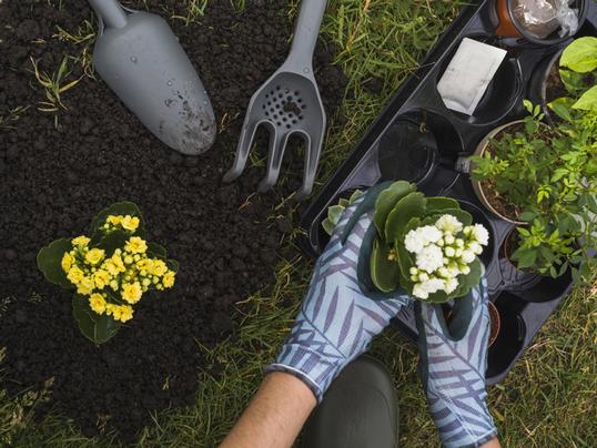 Gardening Tips for Seniors