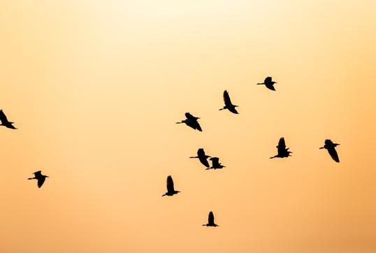 Should Snowbirds Rent or Buy?