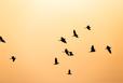 Should Snowbirds Rent or Buy? A Guide for Retirees and Active Adults